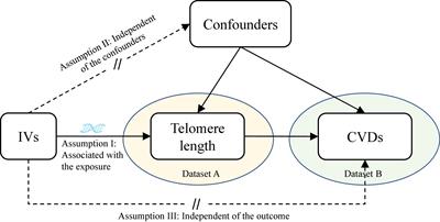 Telomere length and the risk of cardiovascular diseases: A Mendelian randomization study